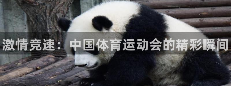 3377体育官网下载招商电话号码是多少啊：激情竞速：中国体育