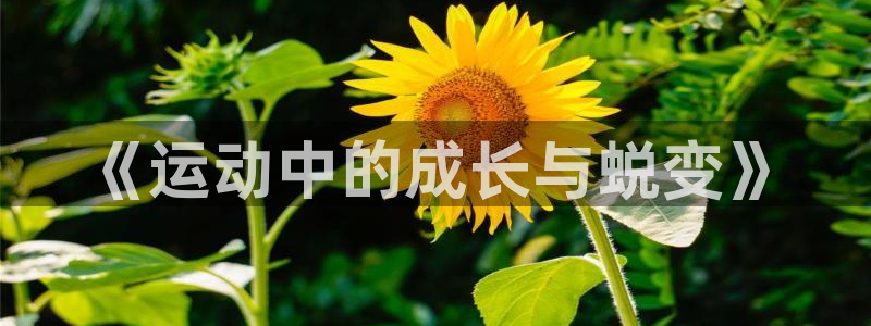 3377体育官方正版app科技：《运动中的成长与蜕变