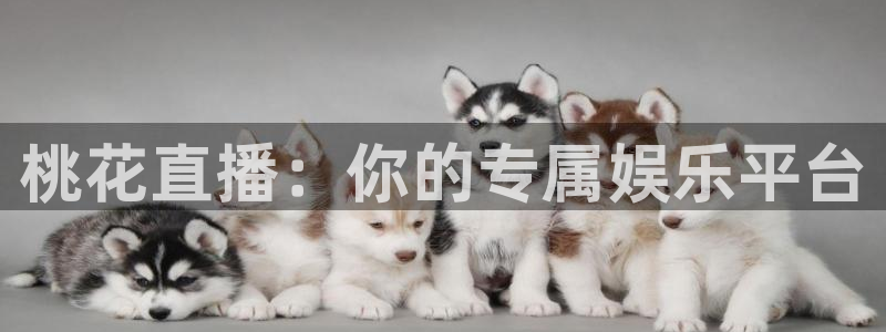 3833tv直播nba免看