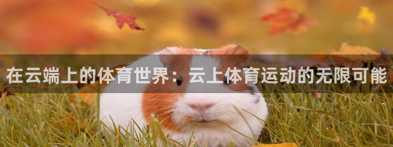 3377体育在哪个国家运营：在云端上