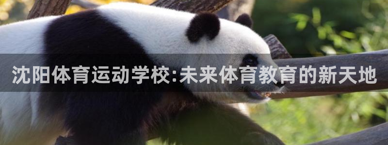 3377体育在哪个国家运营：沈阳体育